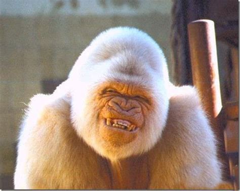 Funny Dental Wallpaper - WallpaperSafari
