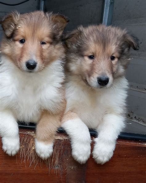 Rough Collie Puppies for Sale in Leitrim - Dogs For Sale Ireland