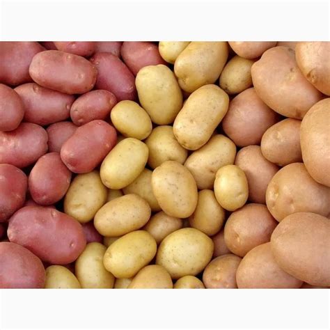 Куплю картоплю, Київ — Agro-Ukraine