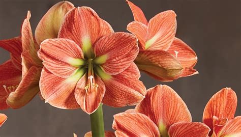 Amaryllis: How to Grow Amaryllis Bulbs | Gardeners.com