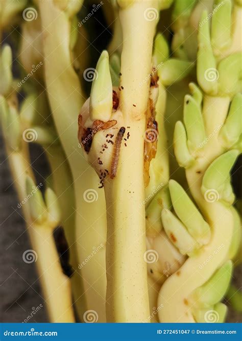 Coconut Spike Moth (Tirathaba Sp) Larvae Attack on Coconut Flower