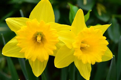 2013 Daffodils in Bloom photo by: E.E. | Flowers, Beautiful flowers ...