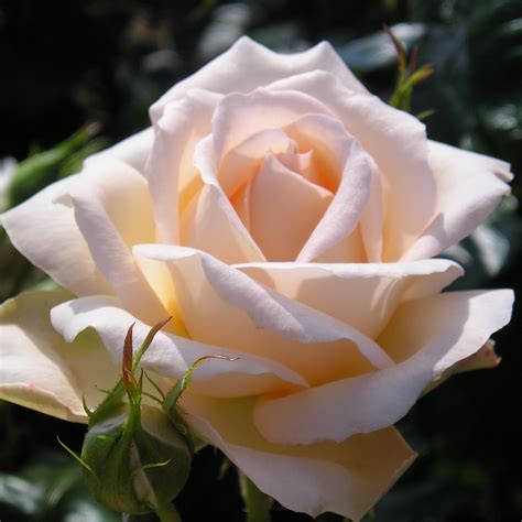 Chandos Beauty Rose | Apricot Hybrid Tea Rose | Style Roses