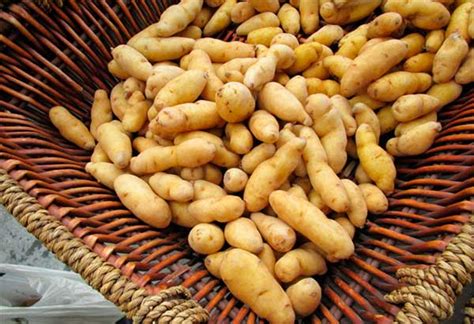 Картофельный крахмал – польза и вред для организма