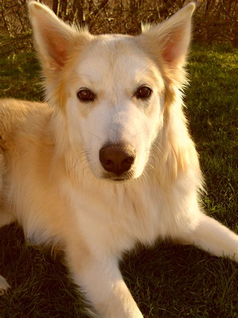 Wolf Husky Lab Mix