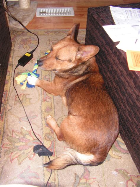Dorgi | GreatDogSite