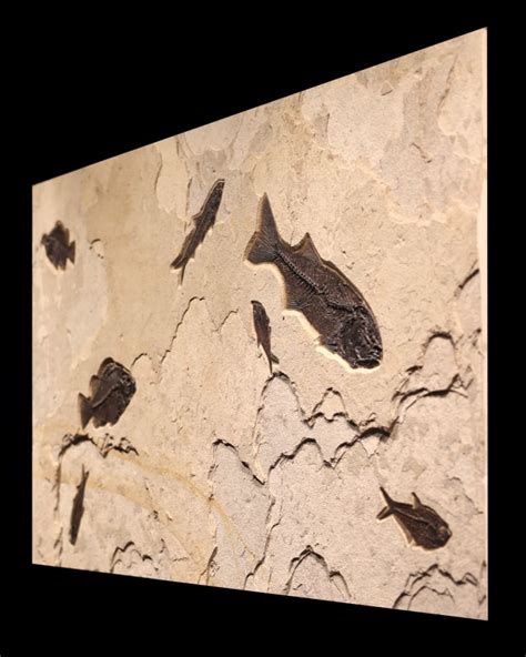 Fossil Fish Mural 7004cm - A horizonal Collector-size fossil fish mural ...