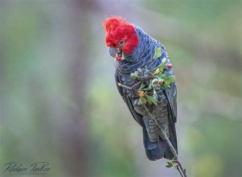 gang gang cockatoo