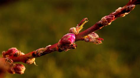 peachtree financial solutions tree choices
