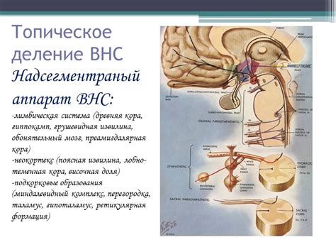 ВЕГЕТАТИВНАЯ НЕРВНАЯ СИСТЕМА и вегетативные расстройства Вегетативная ...