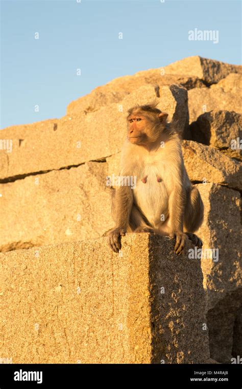 monkey close up Stock Photo - Alamy