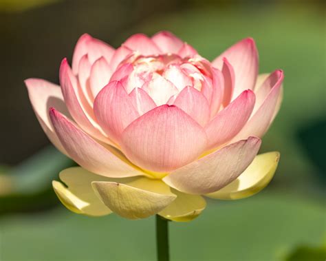 lotus plant