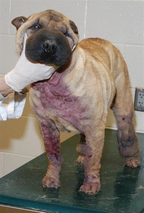 Image:Demodicosis generalizada de inicio juvenil, perro-Manual de