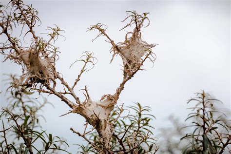 How To Treat Browntail Moth Rash - Farmers' Almanac - Plan Your Day ...