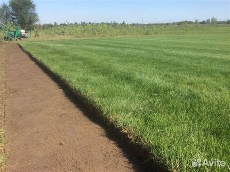 Рулонный газон и автополив купить в Волгограде | Товары для дома и дачи ...