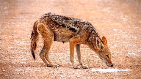 Canis aureus: Systematics, Habitat, Biology, Ecological Role ...