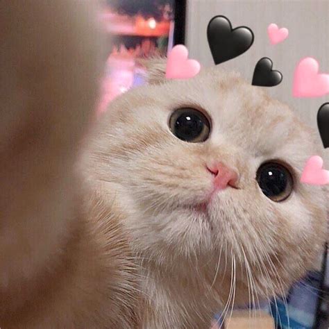 Hình Ảnh Mèo Cute, NGẦU Dễ Thương [NGHIỆN ĐẤY ĐỪNG NHÌN]