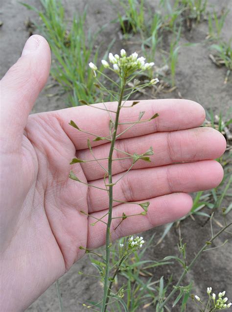 Shepherd's-Purse | Weed identification guide for Ontario crops | ontario.ca