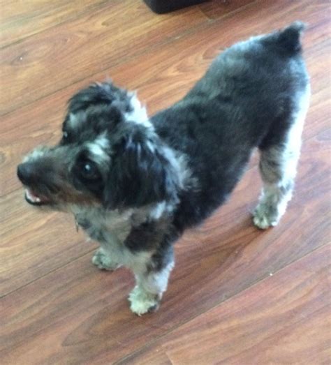 MARLO Australian Shepherd/Poodle Mix