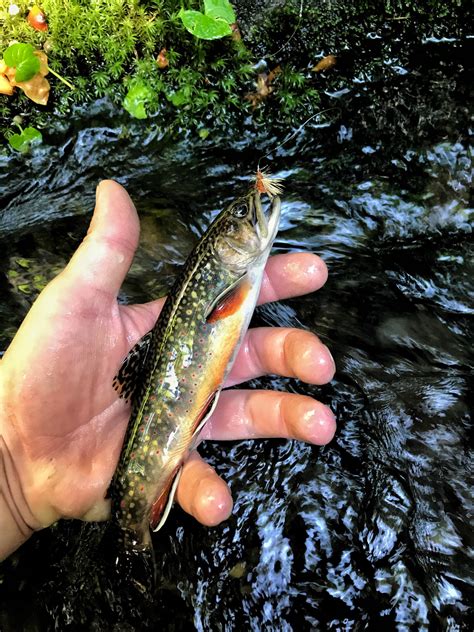 Native brook trout in the Smokies. : r/flyfishing