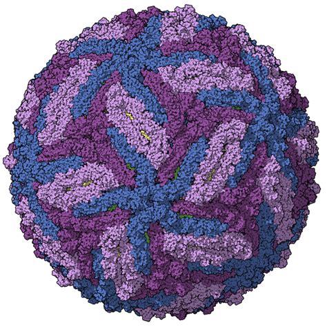 Zika virus replication in female genital tract | Immunopaedia