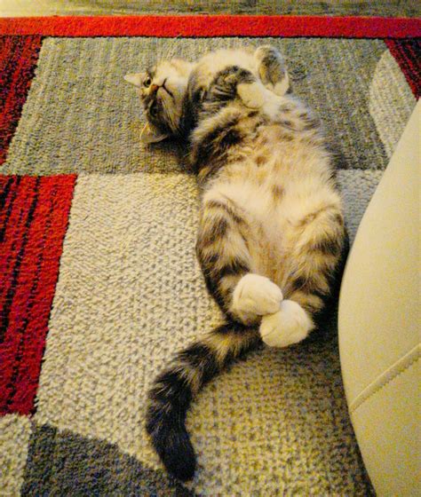 "I'm a poor starving kitty plz feed me" : r/curledfeetsies