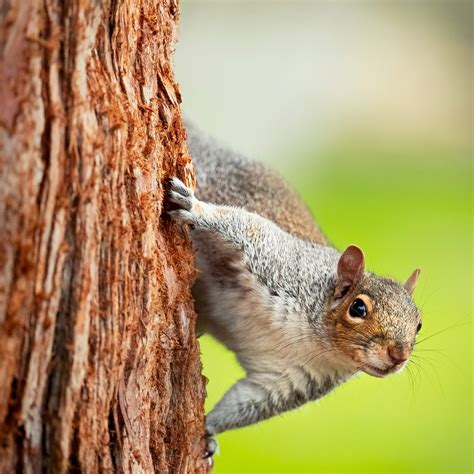 GO! Pesto™ - Is Pesto Bad For Nut Allergies?
