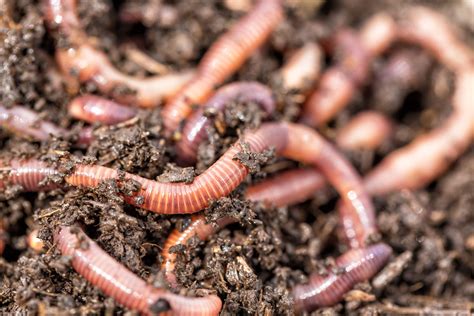 This animation explains the weird science behind worm charming - Boing ...