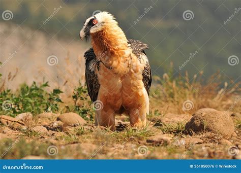 Scary Bearded Vulture Bird in the Valley on a Sunny Day Stock Photo ...