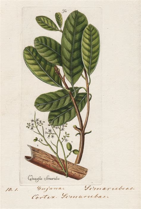 "Quassia Simaruba" (Plate 92) - Guyana Caribbean / Heilpflanzen