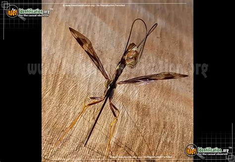 Giant Ichneumon Wasp