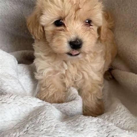 Cost of a Maltipoo (White, Black, Brown, Apricot, Red, etc.) 2022 ...