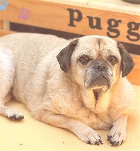 wa sweet senior pug  lady pugs sos rescue australia facebook
