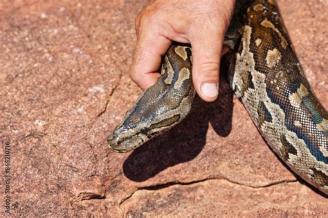 african rock python snake relocation   granite stone man catching