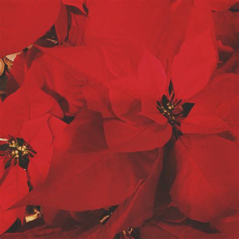 Holiday Guide: How to Care For Poinsettias | 49Miles.com