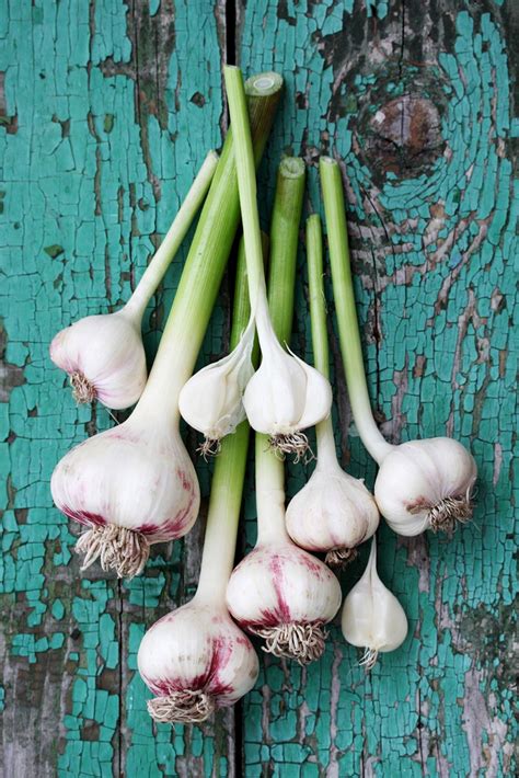 Potted Garlic Plants - How To Grow Garlic In A Container