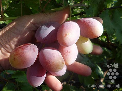 Императрица | питомник ГАЛЕРЕЯ ВИНОГРАДА