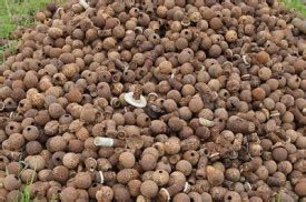 bombies  historical easter eggs today  history