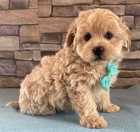 Maltipoo Puppies for Sale - Fluffy, Adorable & Family-Raised