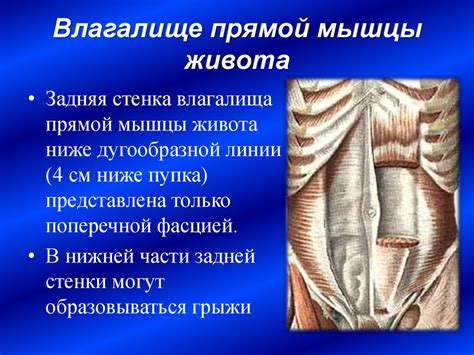 Мышцы, фасции и топография туловища в функциональном и клиническом ...