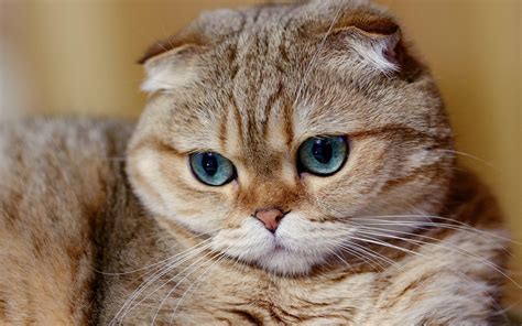 Scottish Fold Kittens Wallpapers - Top Free Scottish Fold Kittens