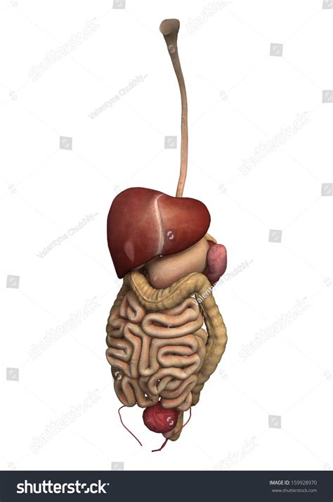 3d Digital Render Human Guts Isolated Stock Illustration 159928970 ...