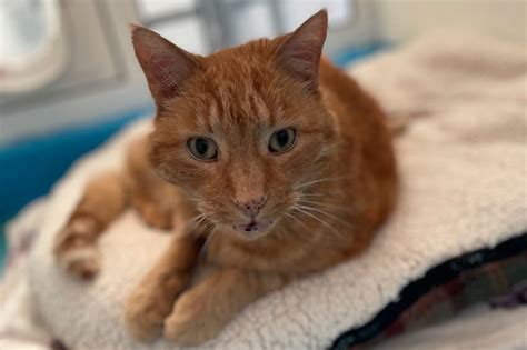 Cat rescue Belfast: Chatty cat has been waiting 250 days for a loving ...