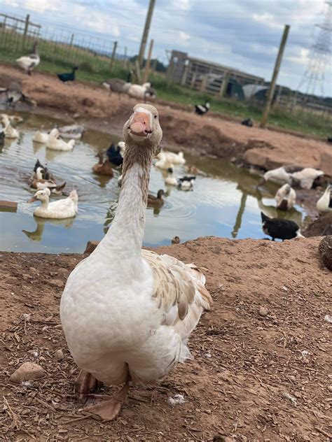 Oak Tree Childrens Farm – Where To Go With Kids