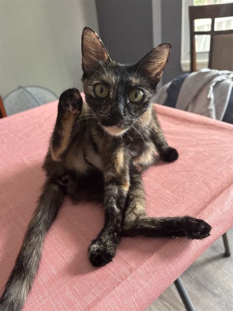 Minnie Cat for Adoption - Motor City Pets