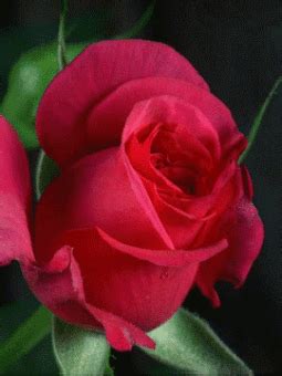 Вам: Картинки(gif), розы(gif)