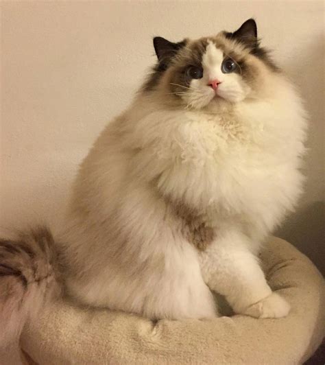 布偶猫系列,布偶猫_大山谷图库