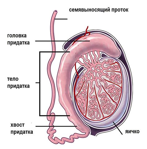 Придаток яичка и как выглядят мужские яйца здоровые