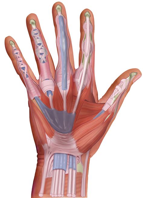 Slagter - Drawing Muscles, tendons and sheaths of palmar surface of