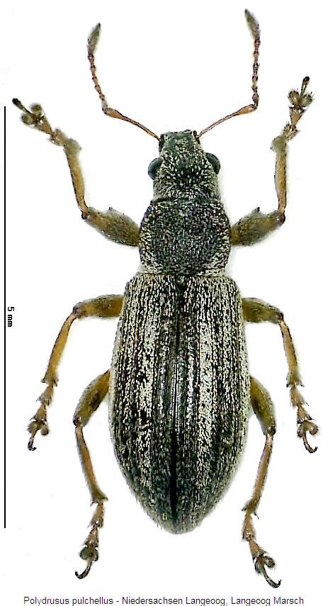 Polydrusus Bestimmungstabelle